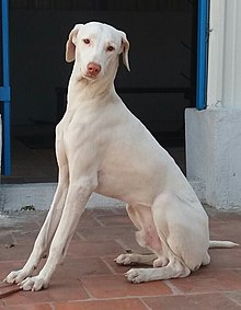 Rajapalayam (dog) - Wikipedia