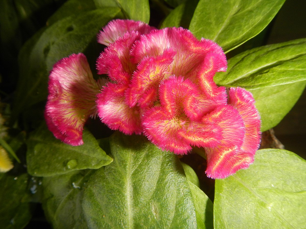 Celosia Argentea Var Cristata Wikipedia