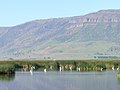 046 egrets summer lake kenagy odfw (50092180917).jpg