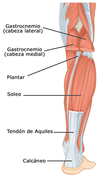 File:1123 Muscles of the Leg that Move the Foot and Toes b esp.png