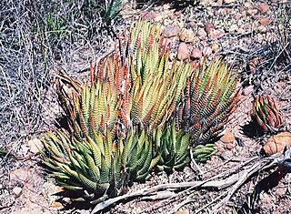 <i>Haworthiopsis fasciata</i> species of plant