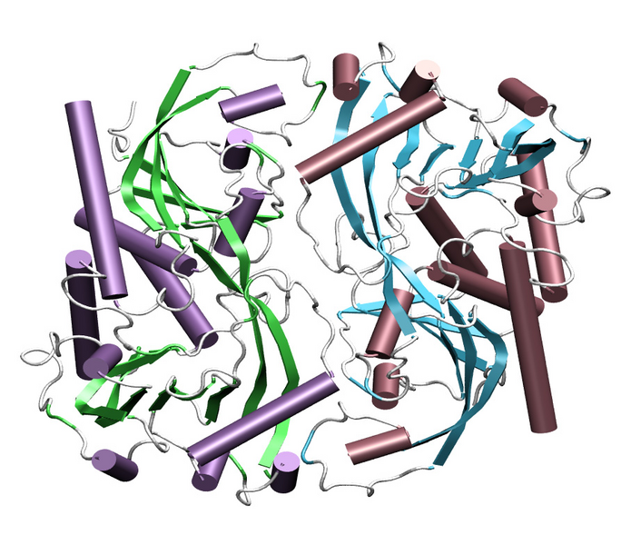 File:1c0p DAAO dimer.png