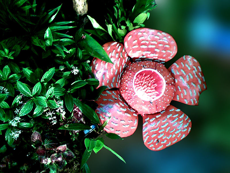 File:2009 07 18 Rafflesia schadenbergiana goppert.jpg