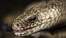 Close-up of the head of a slow worm 20130505-slow worms-014-wiki(c)CD.jpg