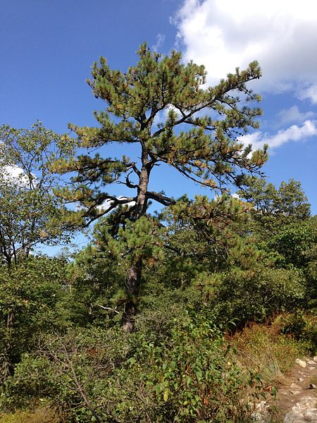 File:2014-08-26 14 29 02 Pitch Pine along the Appalachian Trail about 4.8 miles northeast of the Delaware Water Gap in Worthington State Forest, New Jersey.JPG