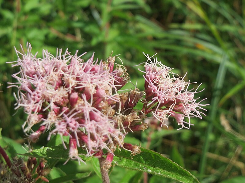 File:20160917Eupatorium cannabinum1.jpg