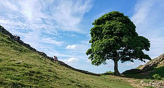 Sycamore Gap Tree on Hadrian’s Wall Path