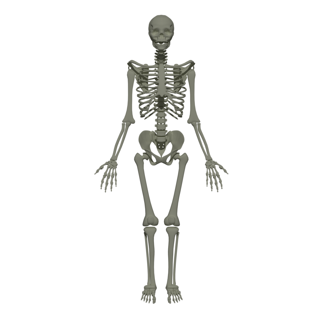 File:201805 human skeleton.png - Wikimedia Commons