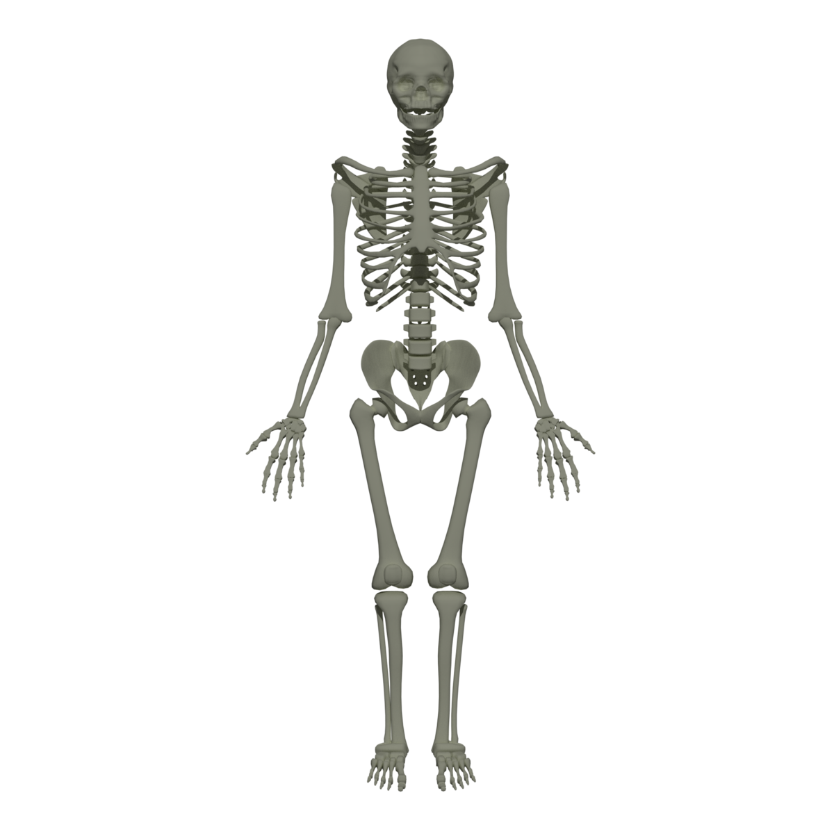 File:201805 human skeleton.png - Wikimedia Commons