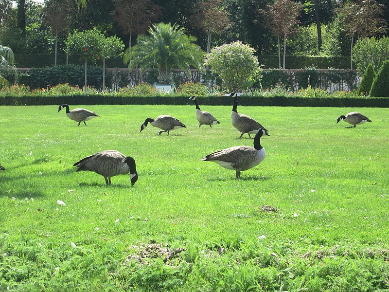 File:20180826Branta canadensis2.jpg