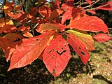 Nyssa sylvatica, or blackgum.