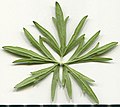 * Nomination Ranunculus acris. Leaf abaxial side. --Knopik-som 01:00, 4 July 2021 (UTC) * Promotion  Support Good quality -- Johann Jaritz 02:53, 4 July 2021 (UTC)