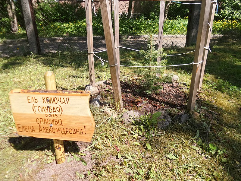 Ель колючая (голубая) и памятная дощечка с надписью «Спасибо, Елена Александровна!» Дерево посажено в 2018 году. 2021