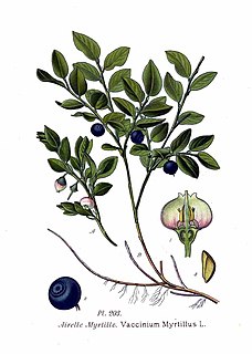 O Vaccinium myrtillus, também conhecida como mirtilo ou blueberry, é um arbusto que pertence à família Ericaceae .
As plantas são arbustos de pequeno porte nativos da Eurásia e que também crescem em sub-bosques das florestas temperadas na Europa. Existe também o mirtilo americano, uma espécie nativa da América do Norte. É uma planta arbustiva, o fruto é uma baga que quando maduro adquire a coloração azul arroxeada, de tamanho pequeno, de sabor doce-ácido. Esta planta adapta-se bem ao clima temperado.