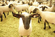 Livestock animal at The Big Fresno Fair 3-30-15 Countdown to Fair.JPG