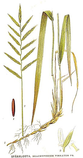 Mäkiluste (Brachypodium pinnatum)