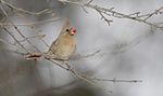 8G7D8871-Cardinal.jpg