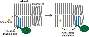 Anesthetic (orange) is shown competing with the palmitates (blue) of a palmitoylated protein (green). The displacement of the protein from the ordered lipids in the membrane (grey) renders the protein anesthetic sensitivity. The palmitate site is selective and structured similarly to a protein despite being composed of lipids APsite.v02.jpg