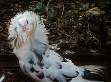 Якобинский голубь.JPG