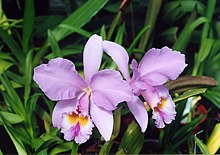 Orchidées A et B Larsen - Cattleya gaskelliana 876-9.jpg