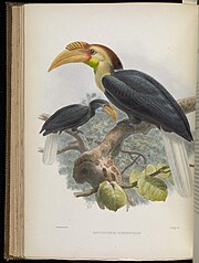 A monograph of the Bucerotidae, or family of the hornbills (Plate XXXVI) (7090232911).jpg