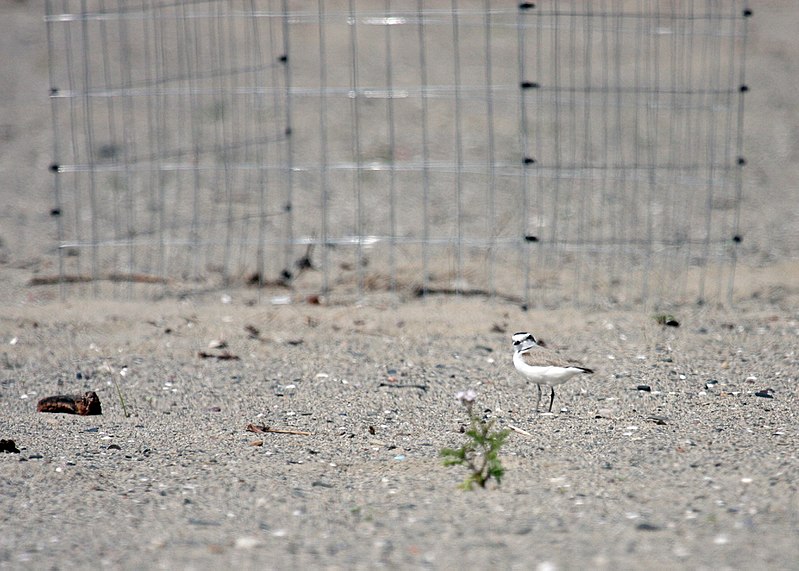 File:A western snowy plover near a mini-exclosure on Santa Monica State Beach. (33665022523).jpg