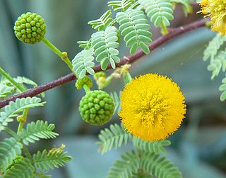 <i>Vachellia constricta</i> Species of legume