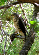 aves De Argentina