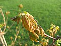 Young leaves on an Acer x freemanii, commonly known as an Autumn Blaze Maple