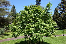 Acer wuyuanense - Morris Arboretumu - DSC00460.JPG