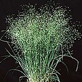 Achnatherum hymenoides - Ricegrass.jpg