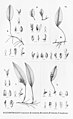 Acianthera bidentula (as syn. Pleurothallis bidentula) plate 93, fig. IV in: Alfred Cogniaux: Flora Brasiliensis vol. 3 pt. 4 (1893-1896)