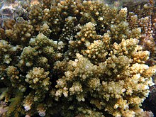 Acropora listeri