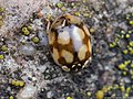 Adalia decempunctata (Linnaeus, 1758)