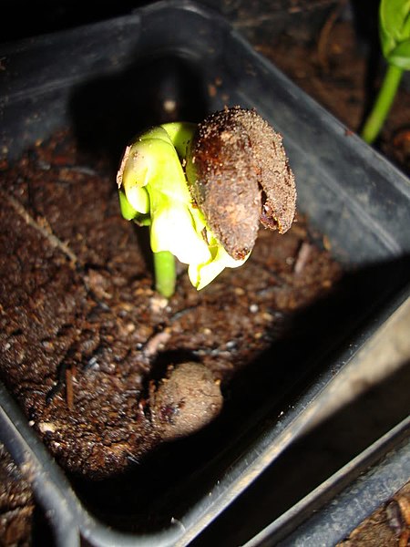 File:Adansonia Grandidieri Giant Baobab Madagascar Upside Down Tree Germinating Seed From Puerto Rico.jpg