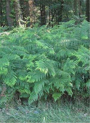 Adelaarsvaren planten Pteridium aquilinum.jpg