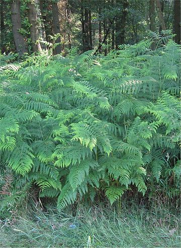 Pteridium aquilinum