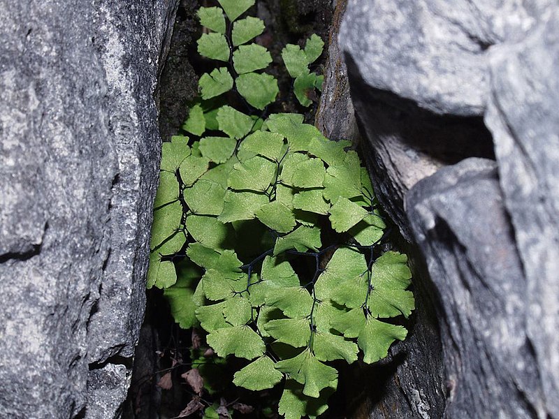 File:Adiantum.jpg