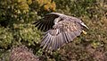 * Nomination Adult white-tailed eagle (Haliaeetus albicilla) in Poland (5) --AWeith 12:08, 22 December 2017 (UTC) * Promotion Eagle is 70% sharp, QI.--RaboKarbakian 02:02, 25 December 2017 (UTC)
