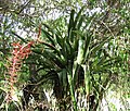 Miniatura para Aechmea bracteata