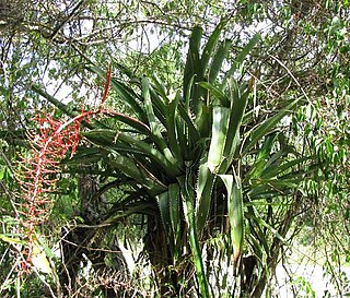 <i>Aechmea bracteata</i> Species of flowering plant