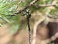 Aeshna cyanea (Muller, 1764)