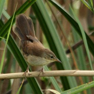 <i>Bradypterus</i> Genus of birds