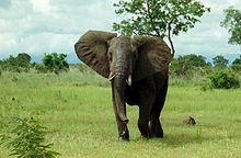 An African bush elephant African Bush Elephant Mikumi.jpg
