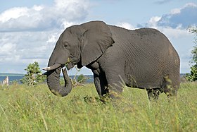 African Elephant (Loxodonta africana) male (16723147361).jpg
