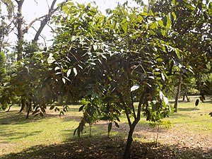 Afrostyrax lepidophyllus