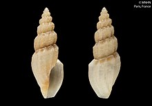 Agatotoma merlini (MNHN-IM-2000-3093) .jpeg
