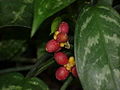 Aglaonema commutatum, variegata, con i caratteristici frutti tondeggianti.
