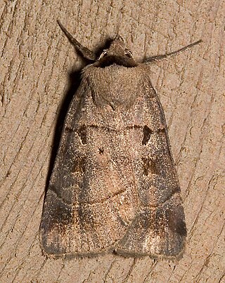 <i>Agnorisma badinodis</i> Species of moth