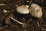 Thumbnail for Agrocybe rivulosa